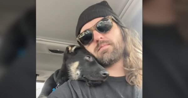 No One Wanted The ‘Odd Man Out’ German Shepherd Puppy, Until One Day Someone Did