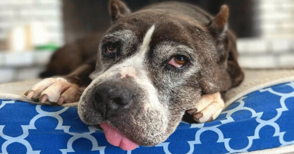 No One Wanted This Odd Pit Bull, But One Woman Thought She Was Perfect