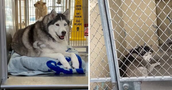Obese Husky Was Labeled ‘Unadoptable,’ But One Woman Ignored The Aggressive Tag