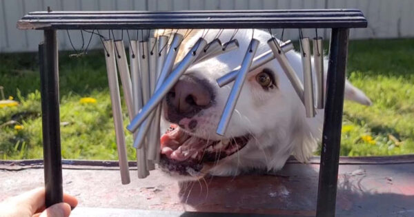 Obsessed Dog ‘Plays’ The Wind Chimes At Every Opportunity