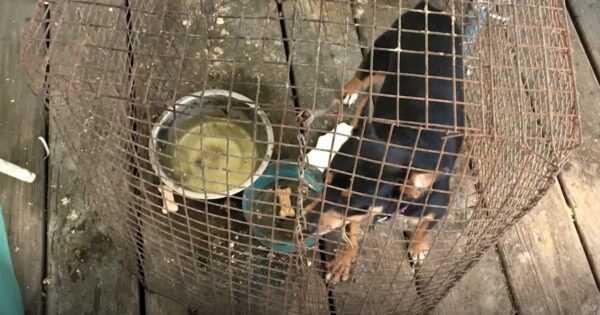 Offer To Rescue Pup From Tiny Cage Turned Down As Owner Says The Dog ‘Likes It’