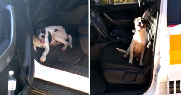 Officers Return To Cop Car To See An Abandoned Dog Had Hopped Inside For Help