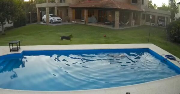 Old Dog Falls In The Pool, And Her Heroic Pup Friend Comes Running