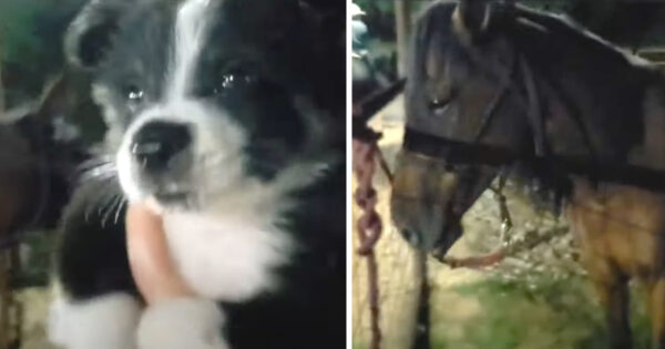 Once-Wild Horse Flashes A Smile Upon Meeting A Small Puppy