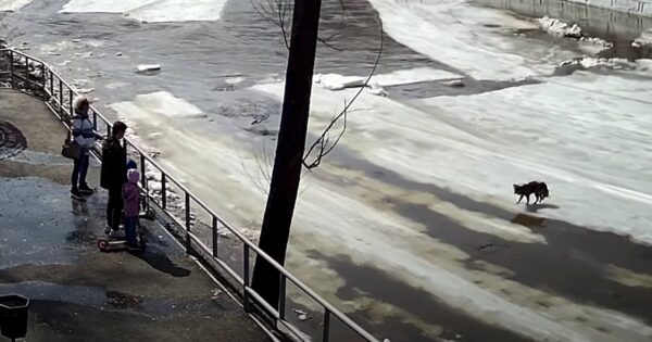 Onlookers Watch As Dog Is Pushed Down The River On Thawing Ice Patches