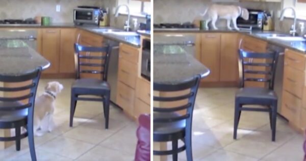 Owner Busts Lucy The Dog During Her Chicken Nugget Heist