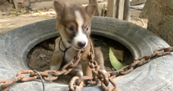 Owner Chains Tiny Puppy Outside As Punishment For Biting One Of The Chickens