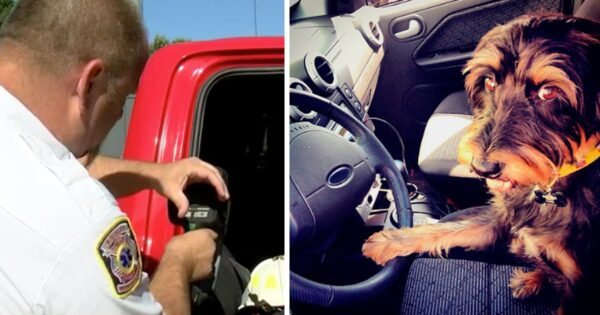 Owner Leaves Dog In Hot Car, Dashboard Quickly Fires Up To 158-Degrees