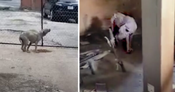 Owner Pushes Back When People Ask Him To Hand Over His Neglected Dog For Good