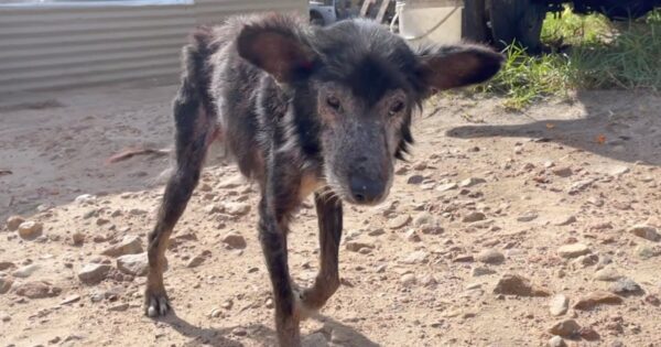 Owner Said His Sick Dog Needed To Be ‘Put Out’ And Gave Him Up