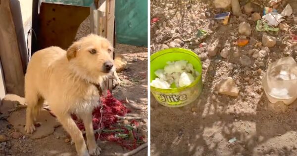 Owner Threatened Dog And Put Her On A Chain Year-Round For Chasing Chickens