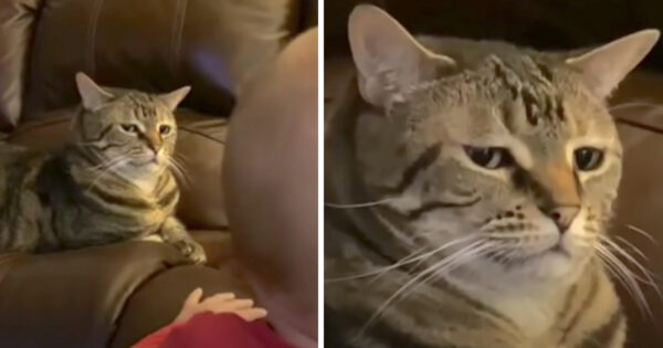 Owners Catch The Cat Getting Annoyed By The Baby