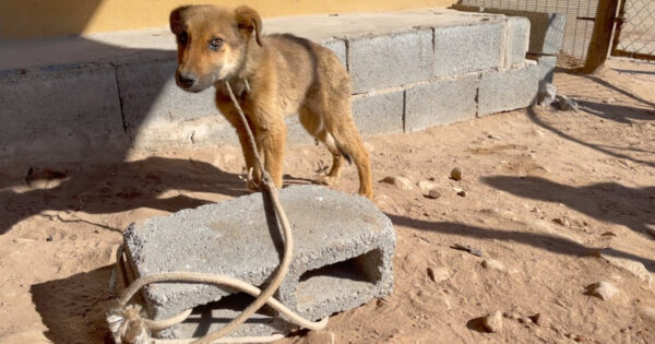 Owners Complained That Their Pup Was Too Skinny & Would Run Away Off His Rope