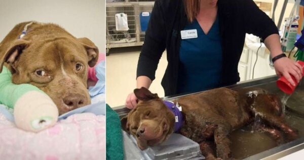 Owners Throw Bait Dog Into Pile Of Dead Animals When He Was ‘No Longer Useful’