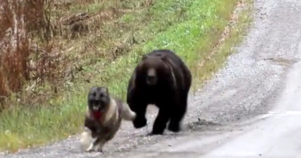 Owners Watch As Their Dog Returns From The Woods With A Bear Friend
