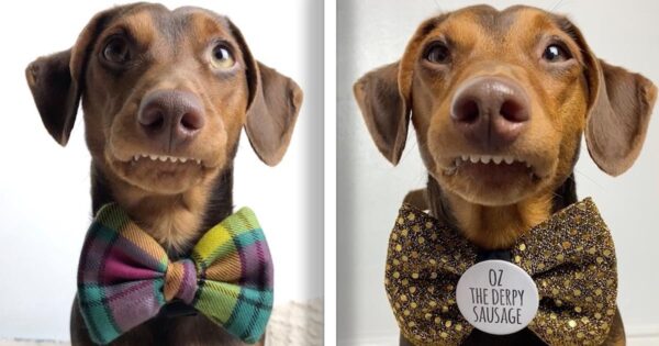 Oz The ‘Derpy Sausage’ Has A Permanent Smile