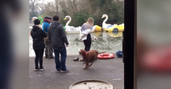 Panicked Dog Mom Jumps Into Icy Pond To Save Her Stranded Pup