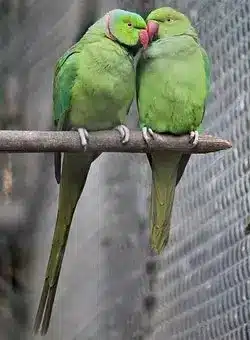 Couple, Sweet, Parrots, Bird, Nature