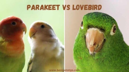 Parakeet Vs Lovebird – All You Need To Know