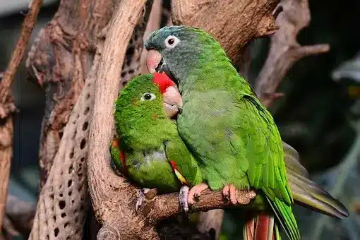 Parrot, Parrots, Green, Lovebirds, Bird