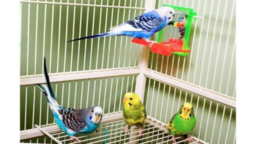 parakeet vs lovebird