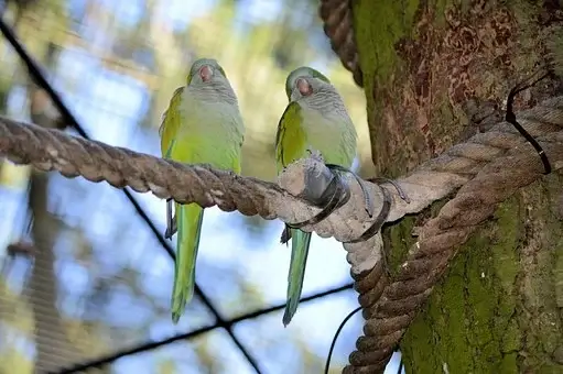 Parrot, Lovebird, Couple, Bird, Fly