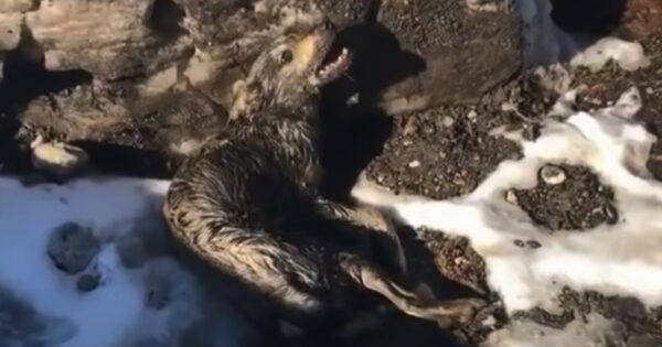 Paralyzed Dog Found Crying Out In The Mountains And Jammed By A Dart