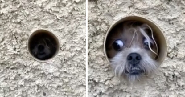 Paranoid Pup Uses Pipe To Watch Passersby And Guard Her Home