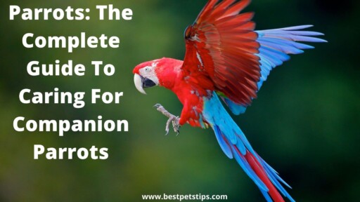 Parrots: The Complete Guide To Caring For Companion Parrots