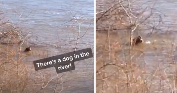 Passerby Spots A Dog Struggling To Stay Afloat In The Cold River And Intervenes
