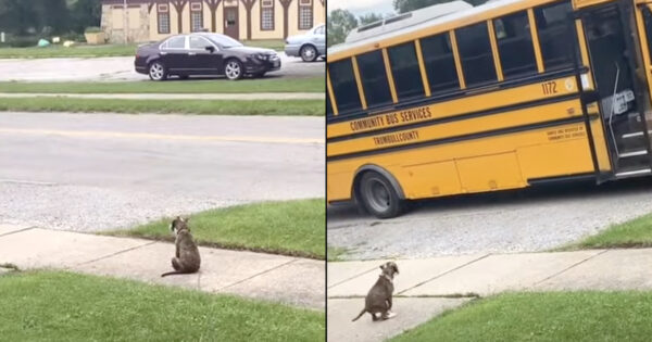 Patient Pup Waits For Her Human To Come Home After His First Day At School