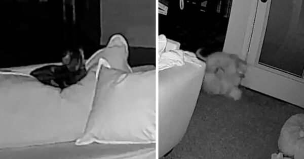 Peacekeeping Cat Breaks Up Late Night Scuffle Between The Dogs