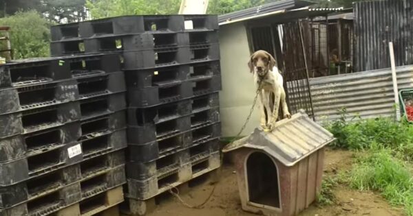 Penny Is Rescued From The Worst Life And Taken To A Place She Can Live Her Best Life