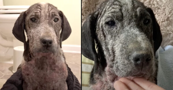 People Surrender Their Dog Too Sick To Move, And He Needed A Loving Touch