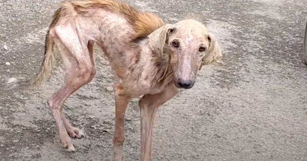 People Thought This Was An Old Dog Until Her ‘Puppy’ Started Shining Through