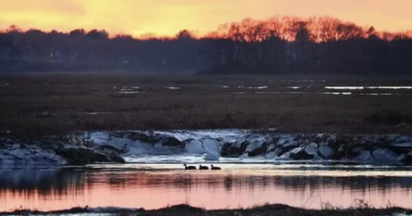 Photographer Takes Photo Of Three Ducks, Captures A Hidden Beauty
