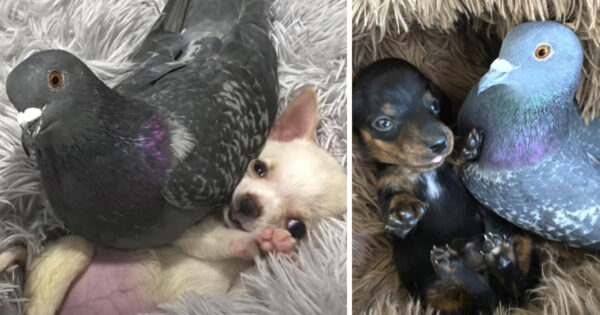 Pigeon Loses Ability To Fly, Becomes One With The Dogs