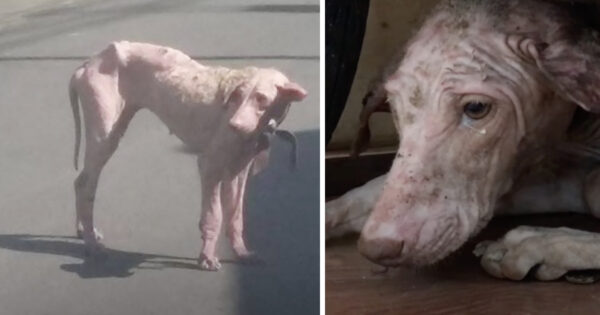 Pink Dog Seen Walking The Streets, But No One Could Touch Her