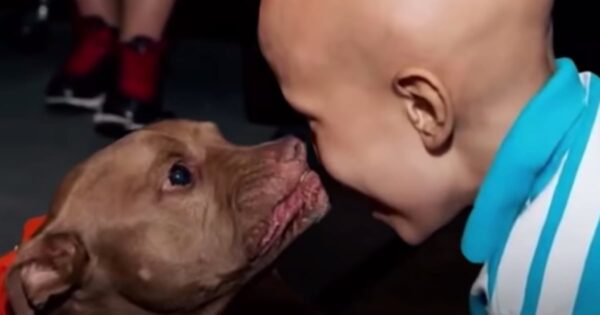 Pit Bull From The Shelter Singles Out Boy With Cancer And Runs Over To Him
