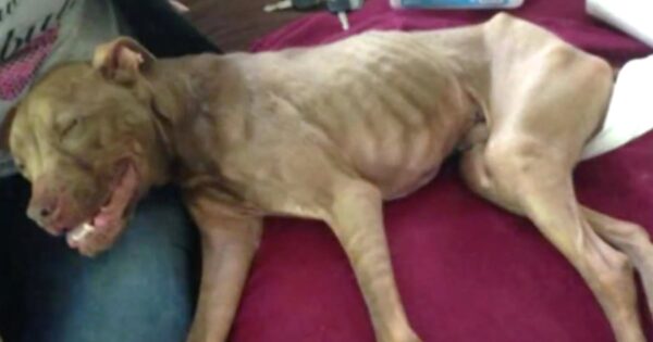 Pit Bull Was Skin & Bones, But Now A Healthy Aladdin Gives Back In His New Life