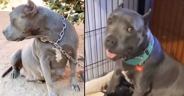 Pittie Rescued From The End Of A Chain Has 13 Identical Puppies