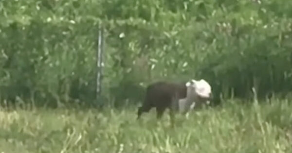 Pittie Spotted In Dense Woodlands, And Rescuers End Up Saving 16 Dogs