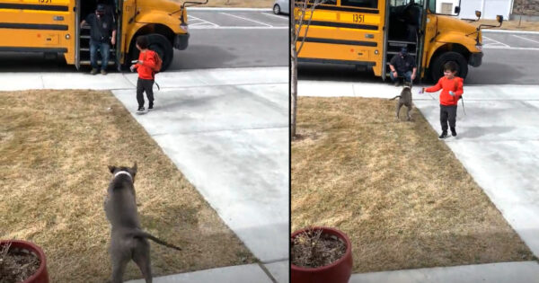 Pittie Thanks School Bus Driver Every Day For Bringing Her Human Home