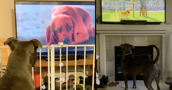 Pittie’s Emotions Run Wild When He Sees A Dog Character On TV