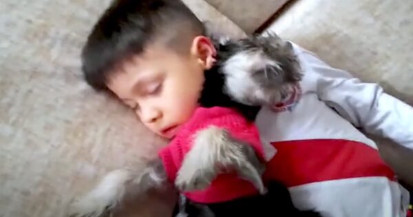 Playtime Between A Little Boy And His New Dog Comes To An Adorable End