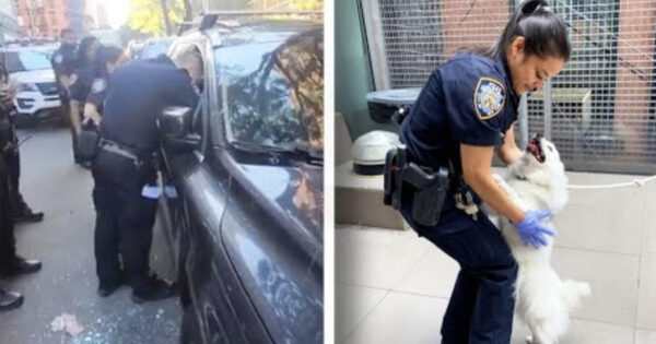 Police Officer Rescues Dog From A Hot Car And Then Adopts Her