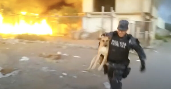 Police Officer Risks His Life To Save Dog From Burning Home