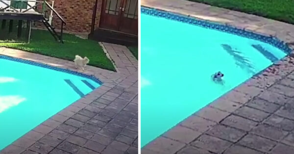 Pomeranian Falls In The Pool And Can’t Get Out, So A Friend Runs Over