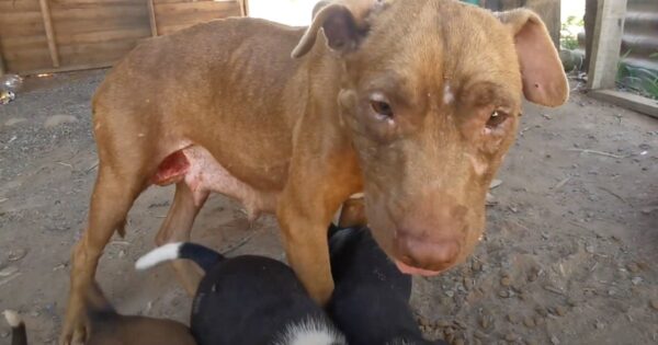 Pregnant Dog Was Abandoned Only For Her Owner To Return For Her Pups Each Time