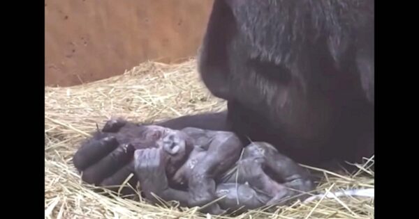 Pregnant Gorilla Gives Birth, Then Does The Most ‘Humanlike’ Thing To Her Baby